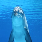 Dolphin Tour